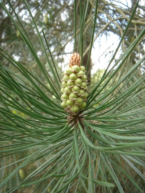 Pinus pinaster